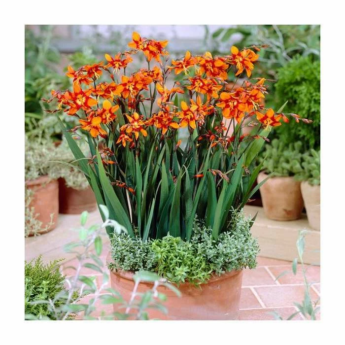 10 Crocosmia 'Emily McKenzie' Bulbs | Top Size 2 10 Crocosmia 'Emily McKenzie' Bulbs | Top Size