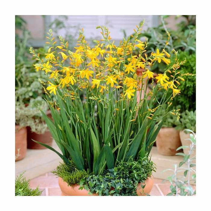 10 Crocosmia 'George Davison' Bulbs | Top Size 3 10 Crocosmia 'George Davison' Bulbs | Top Size