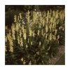 Digitalis 'Goldcrest' | 3L Pot -Cheap July Plants Store P50320 main image 9b6b
