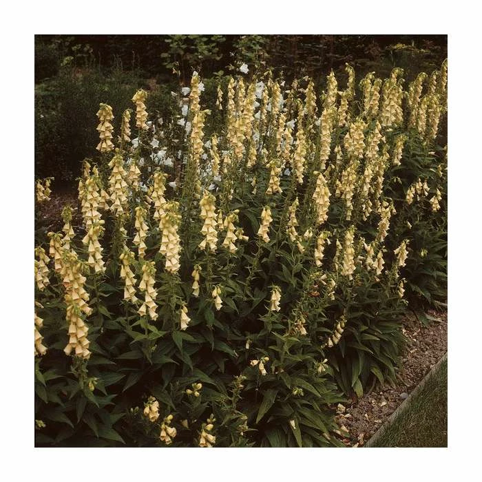 Digitalis 'Goldcrest' | 3L Pot 3 Digitalis 'Goldcrest' | 3L Pot