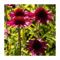 Echinacea 'Delicious Candy' | 3L Pot