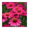 Echinacea 'Sensation Pink' | 3L Pot 1 Echinacea 'Sensation Pink' | 3L Pot -Cheap July Plants Store P50322 main image edc5
