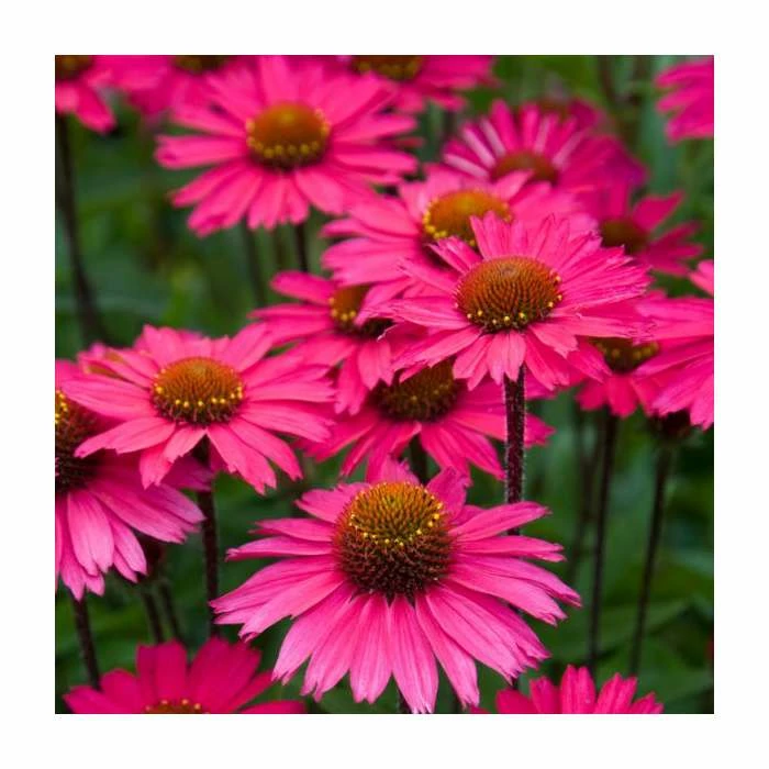 Echinacea 'Sensation Pink' | 3L Pot 3 Echinacea 'Sensation Pink' | 3L Pot