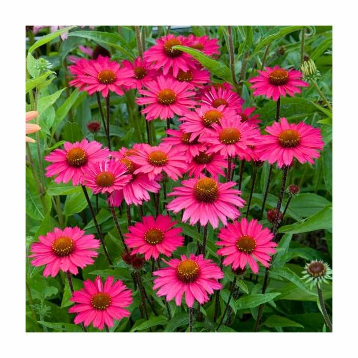 Echinacea 'Sensation Pink' | 3L Pot 4 Echinacea 'Sensation Pink' | 3L Pot - Image 2