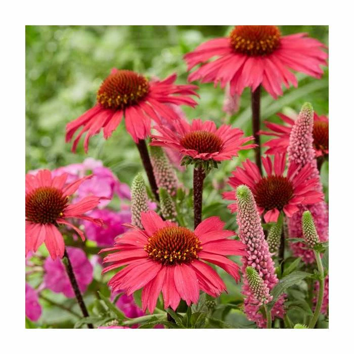 Echinacea 'Sunseekers Coral' | 3L Pot 3 Echinacea 'Sunseekers Coral' | 3L Pot