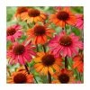 Echinacea 'Sunseekers Orange' | 3L Pot