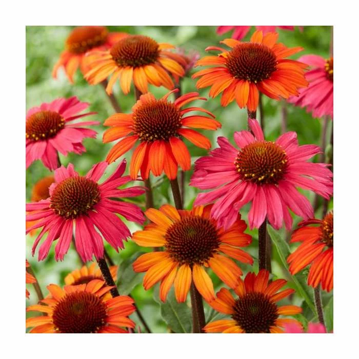 Echinacea 'Sunseekers Orange' | 3L Pot 3 Echinacea 'Sunseekers Orange' | 3L Pot
