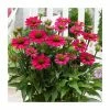 Echinacea 'Sunseekers Purple' | 3L Pot 1 Echinacea 'Sunseekers Purple' | 3L Pot -Cheap July Plants Store P50328 main image 6dcf