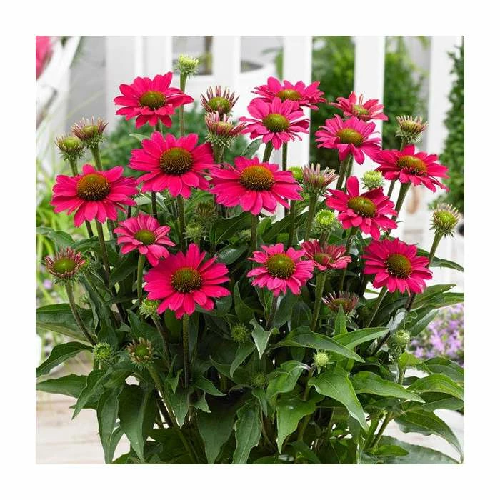 Echinacea 'Sunseekers Purple' | 3L Pot 3 Echinacea 'Sunseekers Purple' | 3L Pot