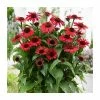 Echinacea 'SunSeekers Red Improved' | 3L Pot 1 Echinacea 'SunSeekers Red Improved' | 3L Pot -Cheap July Plants Store P50329 main image 4819