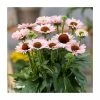 Echinacea 'SunSeekers Salmon' | 3L Pot -Cheap July Plants Store P50330 main image ce2b