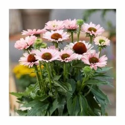 Echinacea 'SunSeekers Salmon' | 3L Pot