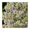 Eryngium 'Magical Blue Globe' | 3L Pot 1 Eryngium 'Magical Blue Globe' | 3L Pot -Cheap July Plants Store P50332 main image 9b7d