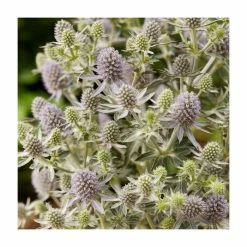 Eryngium 'Magical Blue Globe' | 3L Pot