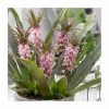 Eucomis 'Aloha Nani' | 3L Pot 1 Eucomis 'Aloha Nani' | 3L Pot -Cheap July Plants Store P50334 main image 7ddc