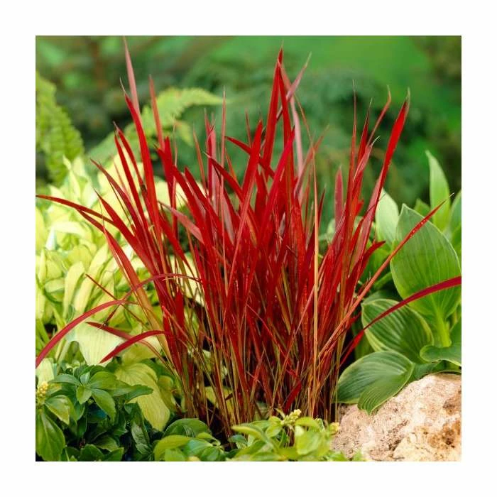 Imperata 'Red Baron' 2 litre 3 Imperata 'Red Baron' 2 litre