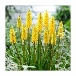 Kniphofia 'Banana Popsicle' | 3L Pot