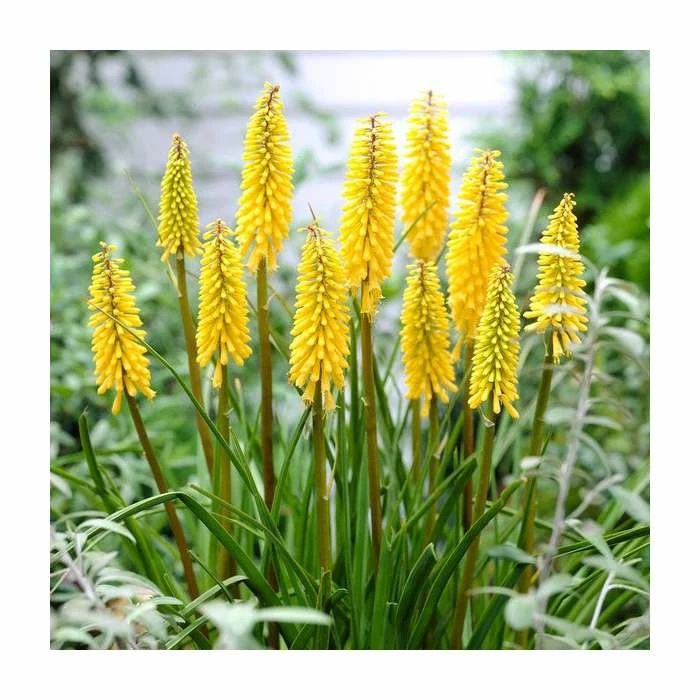 Kniphofia 'Banana Popsicle' | 3L Pot 3 Kniphofia 'Banana Popsicle' | 3L Pot