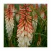 Kniphofia 'Orange Vanilla Popsicle' | 3L Pot 1 Kniphofia 'Orange Vanilla Popsicle' | 3L Pot -Cheap July Plants Store P50338 main image 5864