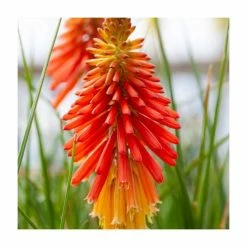 Kniphofia 'Papaya Popsicle' | 3L Pot