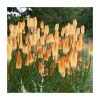 Kniphofia 'Pyromania Backdraft' | 3L Pot 1 Kniphofia 'Pyromania Backdraft' | 3L Pot -Cheap July Plants Store P50340 main image 404b