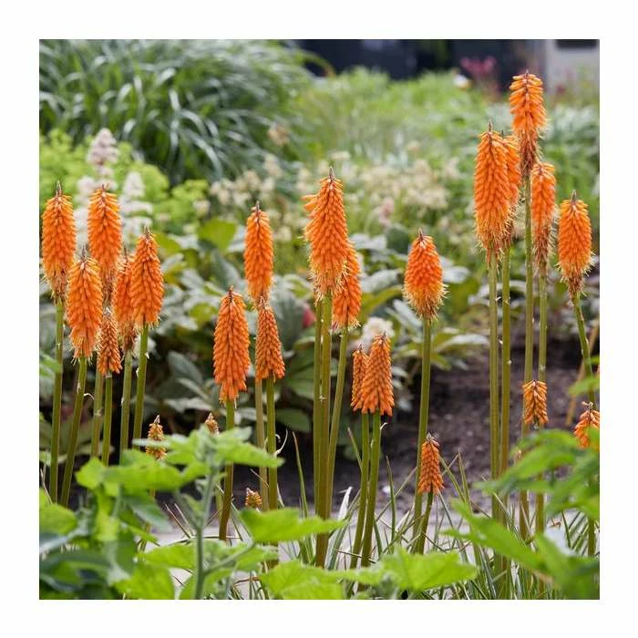 Kniphofia 'Pyromania Orange Blaze' | 3L Pot 3 Kniphofia 'Pyromania Orange Blaze' | 3L Pot