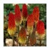 Kniphofia pyromania 'Rockets Red Glare' | 3L Pot 2 Kniphofia pyromania 'Rockets Red Glare' | 3L Pot -Cheap July Plants Store P50342 main image b5d5