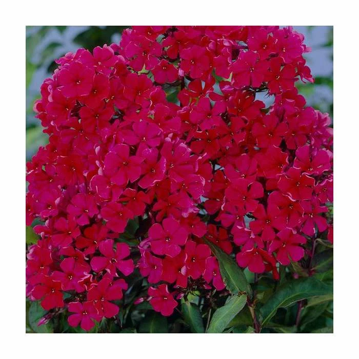 Phlox 'Sweet Summer Red' | 3L Pot 3 Phlox 'Sweet Summer Red' | 3L Pot