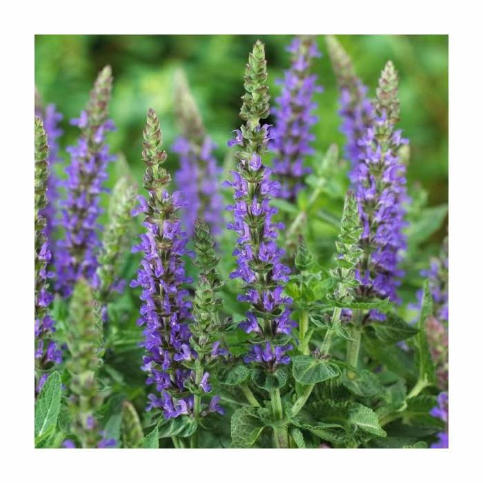 Salvia 'Sensation Deep Blue' | 3L Pot 3 Salvia 'Sensation Deep Blue' | 3L Pot