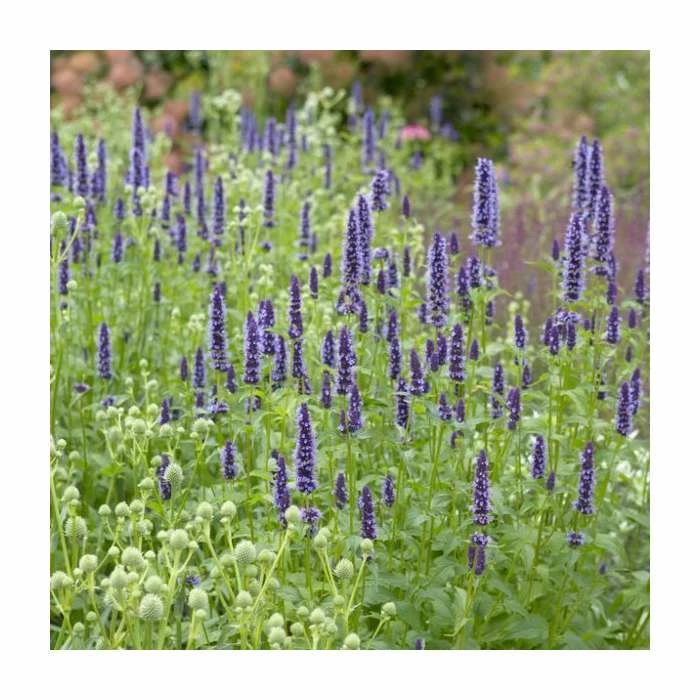 Agastache 'Little Adder' | 13cm Pot 3 Agastache 'Little Adder' | 13cm Pot