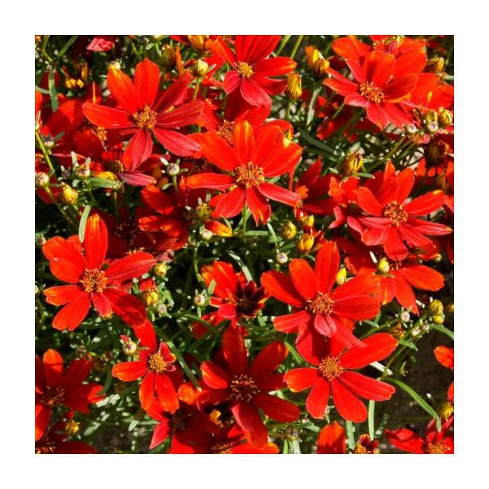 Coreopsis 'Sizzle & Spice Crazy Cayenne' | 13cm Pot 3 Coreopsis 'Sizzle & Spice Crazy Cayenne' | 13cm Pot