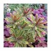 Euphorbia 'Ascot Rainbow' | 13cm Pot -Cheap July Plants Store P50403 main image ada7