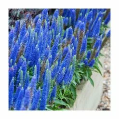 Veronica 'Royal Candles Glory' | 13cm Pot