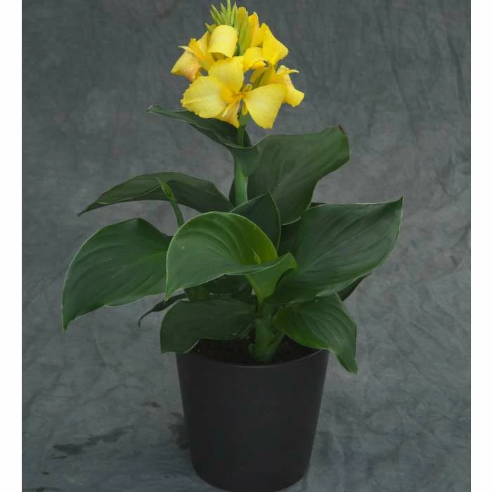 Canna 'Canova Yellow' | 2L Pot 4 Canna 'Canova Yellow' | 2L Pot - Image 2
