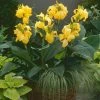 Canna 'Canova Yellow' | 2L Pot 1 Canna 'Canova Yellow' | 2L Pot -Cheap July Plants Store P50413 main image e731