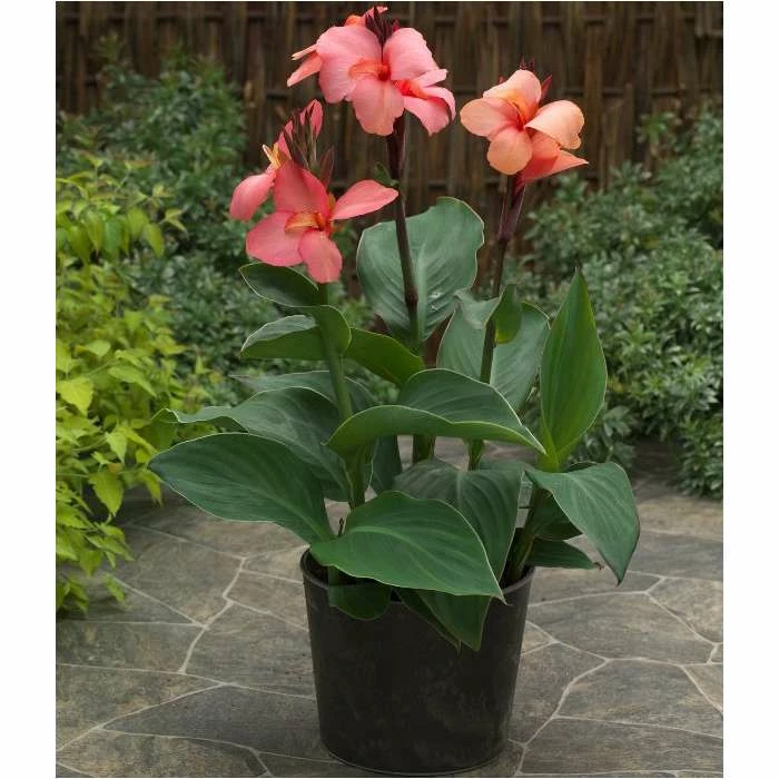 Canna 'Canova Mango' | 2L Pot 4 Canna 'Canova Mango' | 2L Pot - Image 2