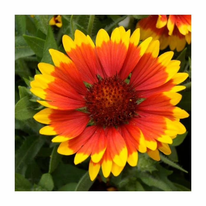 Gaillardia 'Arizona Sun' | 13m Pot 4 Gaillardia 'Arizona Sun' | 13m Pot - Image 2