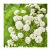 Achillea ptarmica 'The Pearl' | Sneezewort 1 Achillea ptarmica 'The Pearl' | Sneezewort -Cheap July Plants Store P50480 main image 6c45