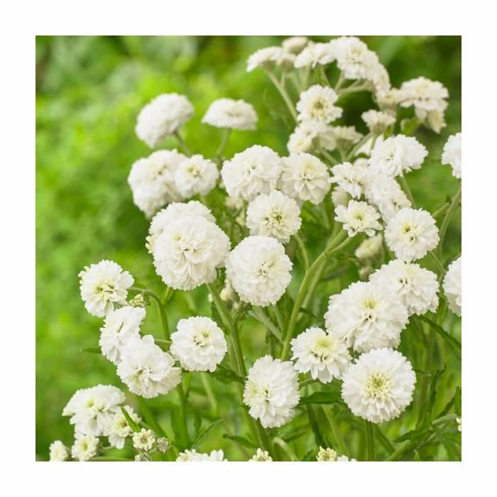 Achillea ptarmica 'The Pearl' | Sneezewort 3 Achillea ptarmica 'The Pearl' | Sneezewort