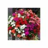 Impatiens 'Beacon' Mixed | A Tray Of 40 Plug Plants -Cheap July Plants Store PL00001 main image 1045