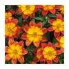 Bidens 'Blazing Fire'| Bedding | Pack Of 5 Large Plug Plants 2 Bidens 'Blazing Fire'| Bedding | Pack Of 5 Large Plug Plants -Cheap July Plants Store PL00004 main image e6ca