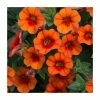 Calibrachoa 'Can Can Orange' | Bedding | Pack Of 5 Large Plug Plants 1 Calibrachoa 'Can Can Orange' | Bedding | Pack Of 5 Large Plug Plants -Cheap July Plants Store PL00006 main image 6d7d