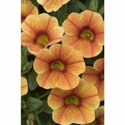Calibrachoa Can-Can® 'Sunrise Improved' | Bedding | 5 x Large Plugs 7 Calibrachoa Can-Can® 'Sunrise Improved' | Bedding | 5 x Large Plugs -Cheap July Plants Store PL00007 main 5b76