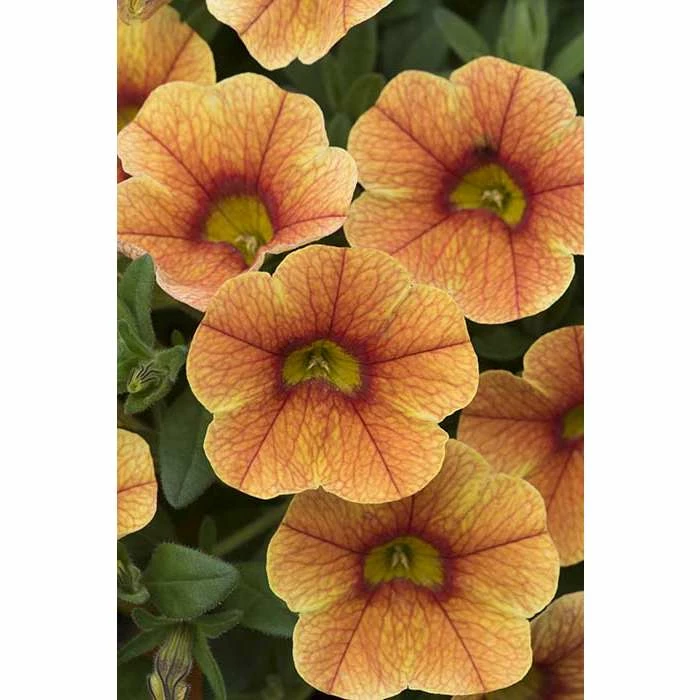 Calibrachoa Can-Can® 'Sunrise Improved' | Bedding | 5 x Large Plugs 5 Calibrachoa Can-Can® 'Sunrise Improved' | Bedding | 5 x Large Plugs - Image 3