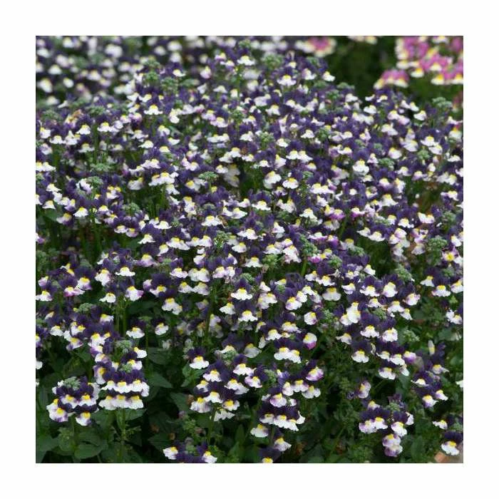 Nemesia Sundae 'Blueberry Ice' | Bedding | 5 x Large Plugs 4 Nemesia Sundae 'Blueberry Ice' | Bedding | 5 x Large Plugs - Image 2