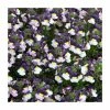 Nemesia Sundae 'Blueberry Ice' | Bedding | 5 x Large Plugs 1 Nemesia Sundae 'Blueberry Ice' | Bedding | 5 x Large Plugs -Cheap July Plants Store PL00019 main image ba07