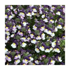 Nemesia Sundae 'Blueberry Ice' | Bedding | 5 x Large Plugs
