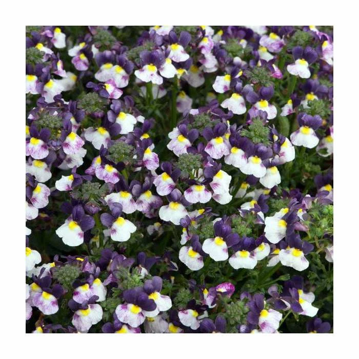 Nemesia Sundae 'Blueberry Ice' | Bedding | 5 x Large Plugs 3 Nemesia Sundae 'Blueberry Ice' | Bedding | 5 x Large Plugs