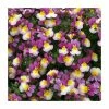 Nemesia Sundae 'Forest Fruits' | Bedding | 5 x Large Plugs 2 Nemesia Sundae 'Forest Fruits' | Bedding | 5 x Large Plugs -Cheap July Plants Store PL00020 main image 821b