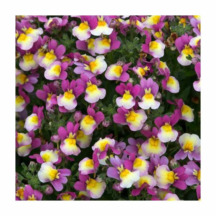 Nemesia Sundae 'Forest Fruits' | Bedding | 5 x Large Plugs 3 Nemesia Sundae 'Forest Fruits' | Bedding | 5 x Large Plugs